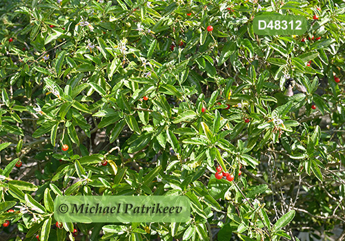 Bahama Horse-nettle (Solanum bahamense)
